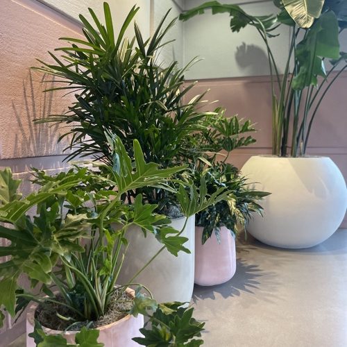 Indoor Plants 14