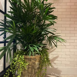 Indoor Plants 23