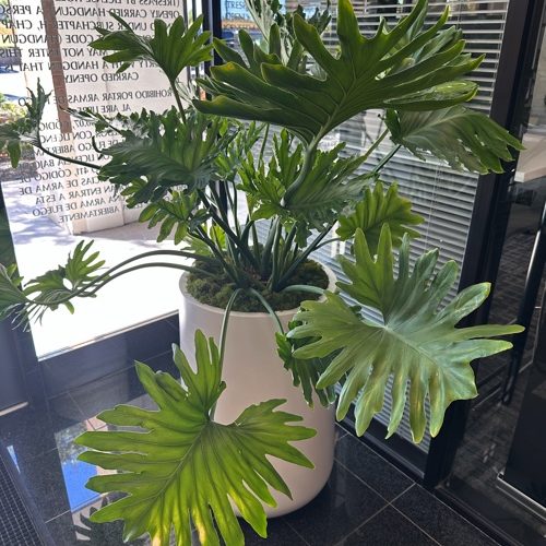 Indoor Plants 24