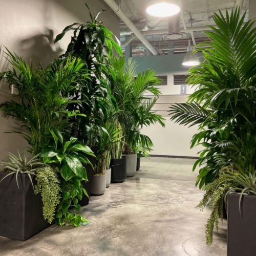 greenery in hallway